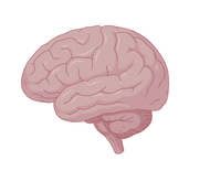 Anatomical illustration of the developing brain in lateral view