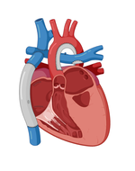 Anatomical illustration representing the fetal heart and circulation