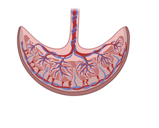 Anatomical illustration of the placenta and its branching maternal–fetal vasculature